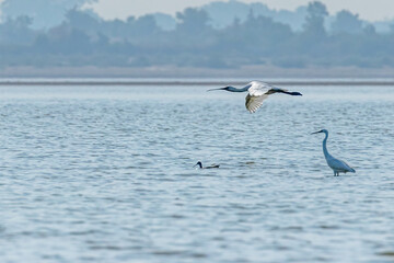 Naklejka premium A spoon billed flying over a lake