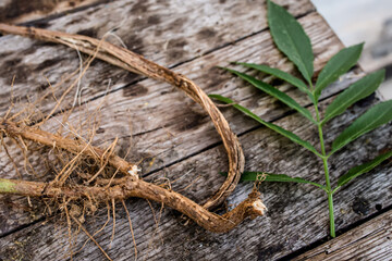 Root and leaf Sambucus ebulus, also known as danewort, dane weed, danesblood, walewort, dwarf elderberry, Powder from the root. Defocused
