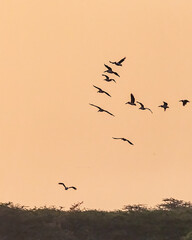 A group of pelicans flying in sky