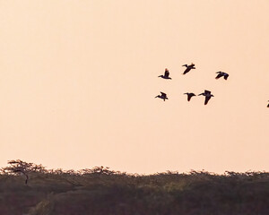 A flock of pelicans flying in sky