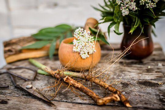 DWARF ELDER Root Dried ORGANIC Bulk Herb,Sambucus ebulus Elder herbaceous - a medicinal plant used to treat rheumatism, gout, tumors, wounds, and also as a diuretic