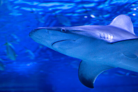 Shark in the water. Aquatic creature. Water world. Sea, ocean, lake and river fauna. Zoo and zoology.