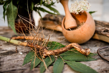 DWARF ELDER Root Dried ORGANIC Bulk Herb Sambucus ebulus, also known as danewort, dane weed, danesblood, dwarf elder or European dwarf elder, Powder from the root in a wooden mortar with a pestle.