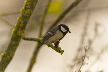 Obraz premium Kohlmeise, Parus major