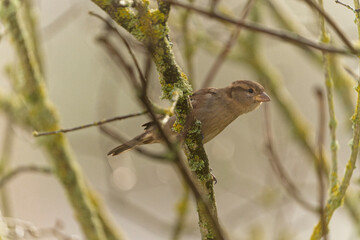 Haussperling, Passer domesticus, Spatz