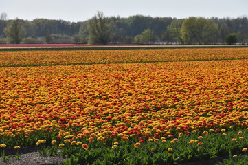 Hollands tulips bloom