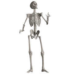 skeleton posing 3d render illustration	
