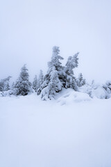 Magical winter scenery with frozen trees covered with white snow. Fantasy atmosphere after snow storm on Bohemia mountains. 
