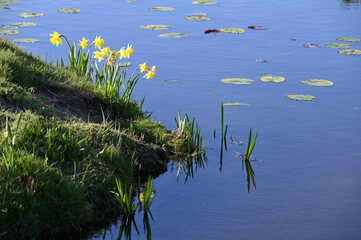 Narcissus flowers