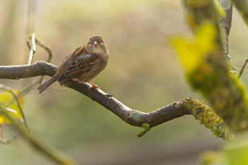 Haussperling, Passer domesticus, Spatz