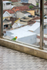A wild lovebird perched on the balcony of a hotel in the middle of the city after the rain. Photographed using a focus/fine focus technique.