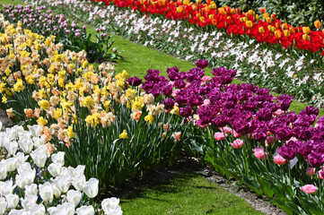 Hollands tulips bloom