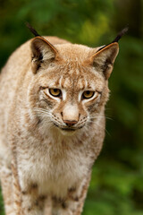 Eurasischer Luchs, Nordluchs, Lynx lynx, Luchs