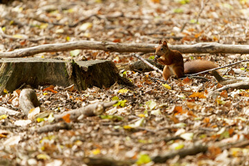 Eichhörnchen, Eichkater, Sciurus vulgaris © dina