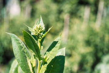 Growing bush of tobacco close-up.