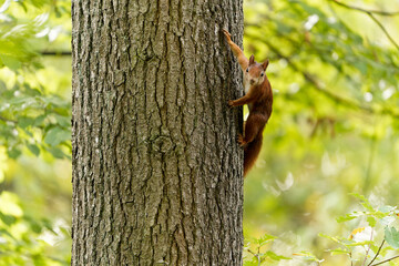 Eichhörnchen, Eichkater, Sciurus vulgaris © dina