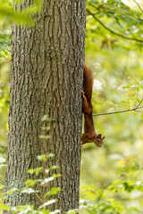 Eichhörnchen, Eichkater, Sciurus vulgaris