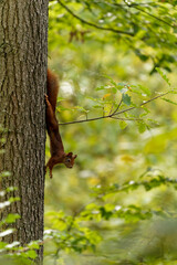 Eichhörnchen, Eichkater, Sciurus vulgaris