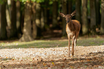 Rothirsch, Cervus elaphus, Hirsch