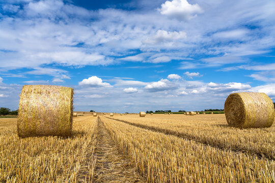 Bales of straw lie on a stubble field