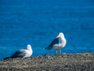 Pair of seagulls resting on the coast