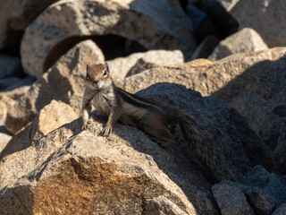 Full shot of Moorish squirrel lying on rock