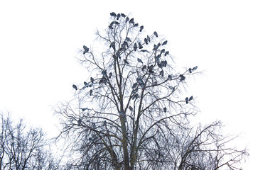A flock of pigeons is sitting on a tree isolated on a white background