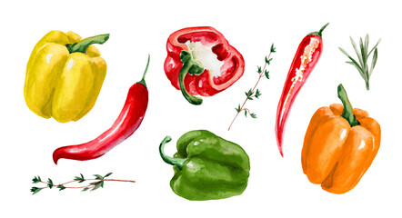 Paprika and chili pepper. Set of watercolor hand drawn illustrations