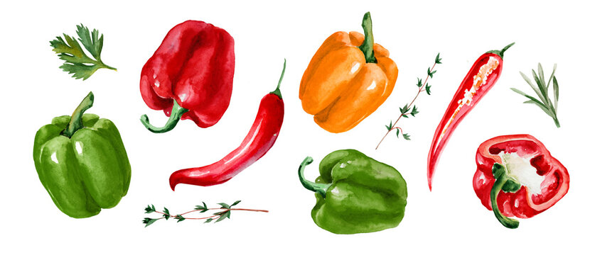 Paprika and chili pepper. Set of watercolor hand drawn illustrations