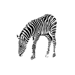 Plakat sketch of a zebra drawing with a transparent background