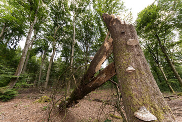 Abgeknickter Baum mit Baumpizen im Wald