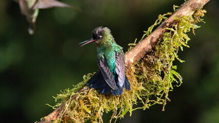 Fiery-throated hummingbird (Panterpe insignis) perched on a moss-covered branch at the high...