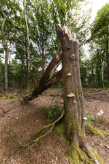Abgeknickter Baum mit Baumpizen im Wald
