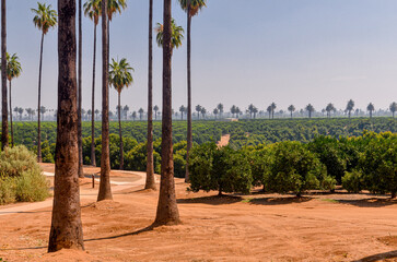 fruit trees and palms in California Citrus State Historic Park (Riverside, California, USA)