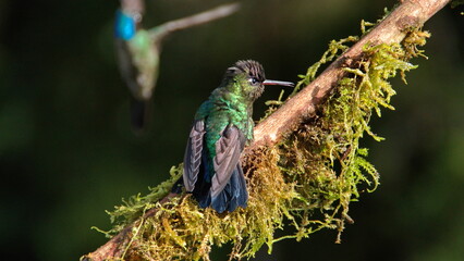 Fiery-throated hummingbird (Panterpe insignis) perched on a moss-covered branch at the high altitude Paraiso Quetzal Lodge outside of San Jose, Costa Rica © Angela