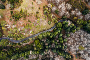 Aerial Drone View of a serpent road on a forest