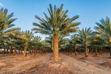 Fototapeta na wymiar Plantation of date palms intended for GMO free and healthy food production. Agriculture of dates is rapidly developing sustainable industry in desert and arid areas of the Middle East