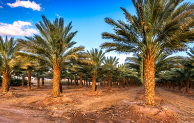 Fototapeta na wymiar Plantation of date palms intended for GMO free and healthy food production. Agriculture of dates is rapidly developing sustainable industry in desert and arid areas of the Middle East