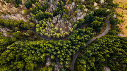 Aerial drone view of a serpent road on a forest top view. Green forest from above.
