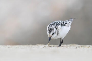 The sanderling (Calidris alba) small wading bird.