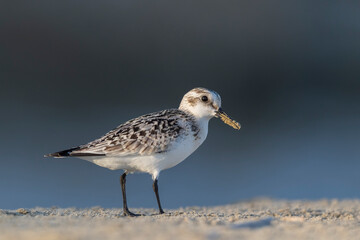 The sanderling (Calidris alba) small wading bird.