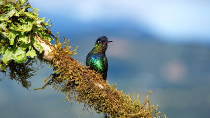 Fiery-throated hummingbird (Panterpe insignis) perched on a moss-covered branch at the high...