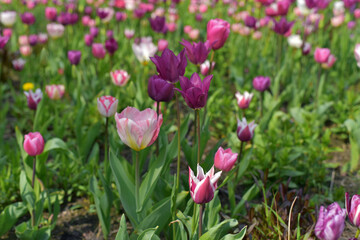 Purple tulips in the garden