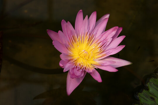 Nymphaea Pubescens Ninfea rosa 10 semi