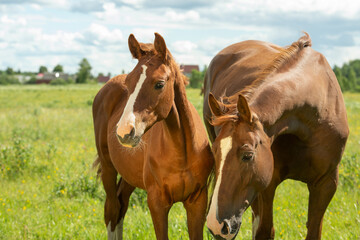 Obraz na płótnie Canvas chestnut brood mare posing in meadow with her foal. sunny summer day