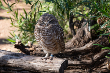 burrowing owl in captivity gets a close up while perched in the shade on a hot day