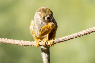 baby common squirrel monkey eats a snack while sitting on a rope above