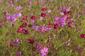 Cosmeya flower. Pink flowers in the garden