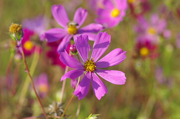 Fototapeta premium Cosmeya flower. Pink flowers in the garden