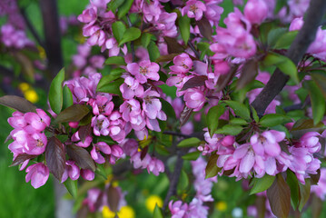 Blooming tree branches. Spring flowering. Macro